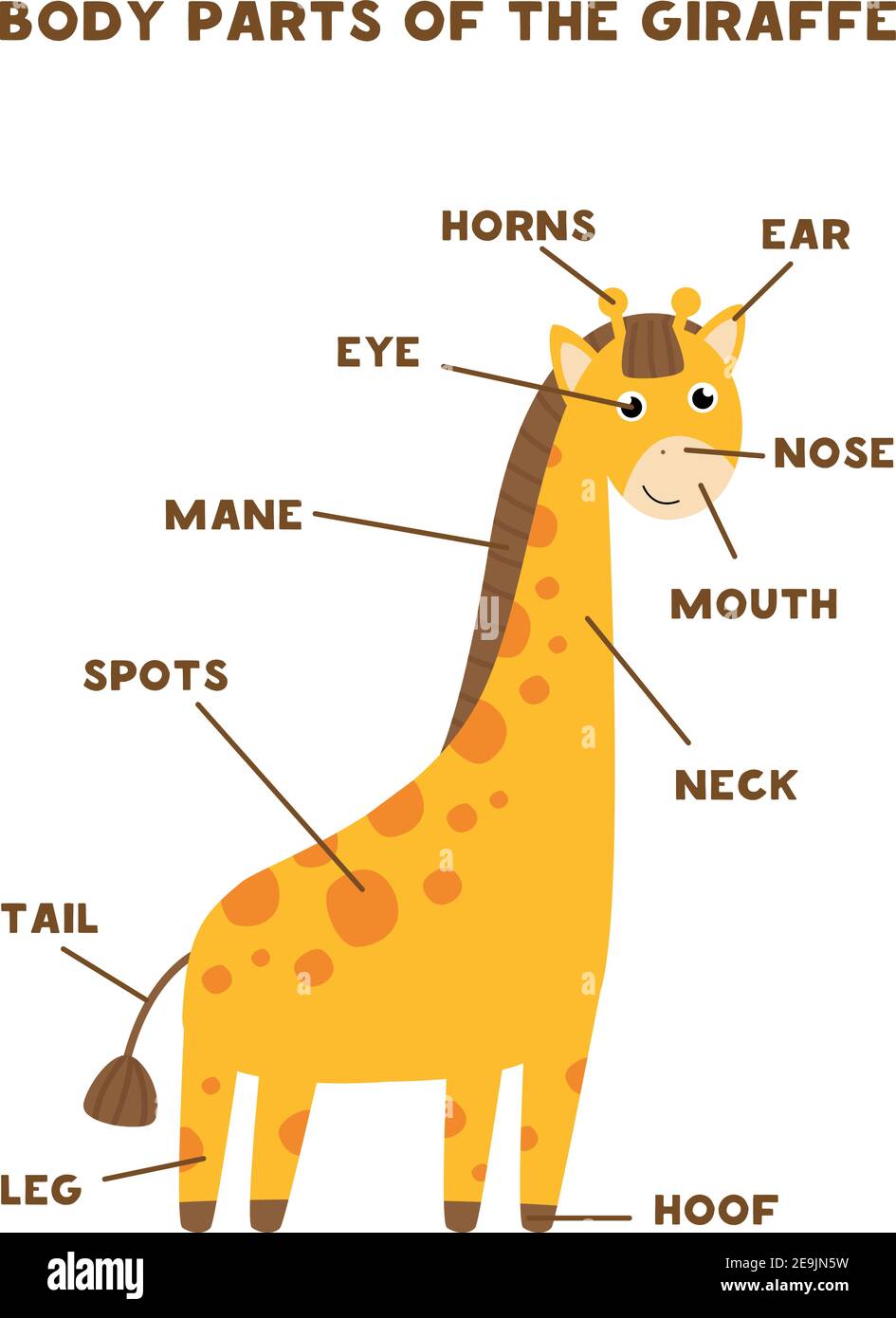 Partes del cuerpo de la linda jirafa. Anatomía de los animales en inglés  para los niños. Aprender palabras Imagen Vector de stock - Alamy