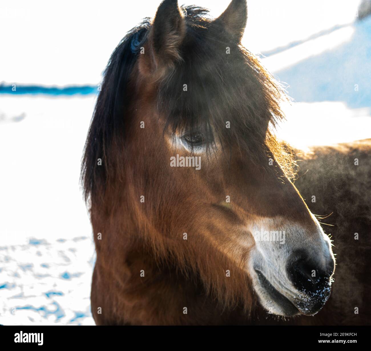 Retrato de un caballo con el primer plano de la cabeza sobre un fondo nevado de invierno. Foto de stock