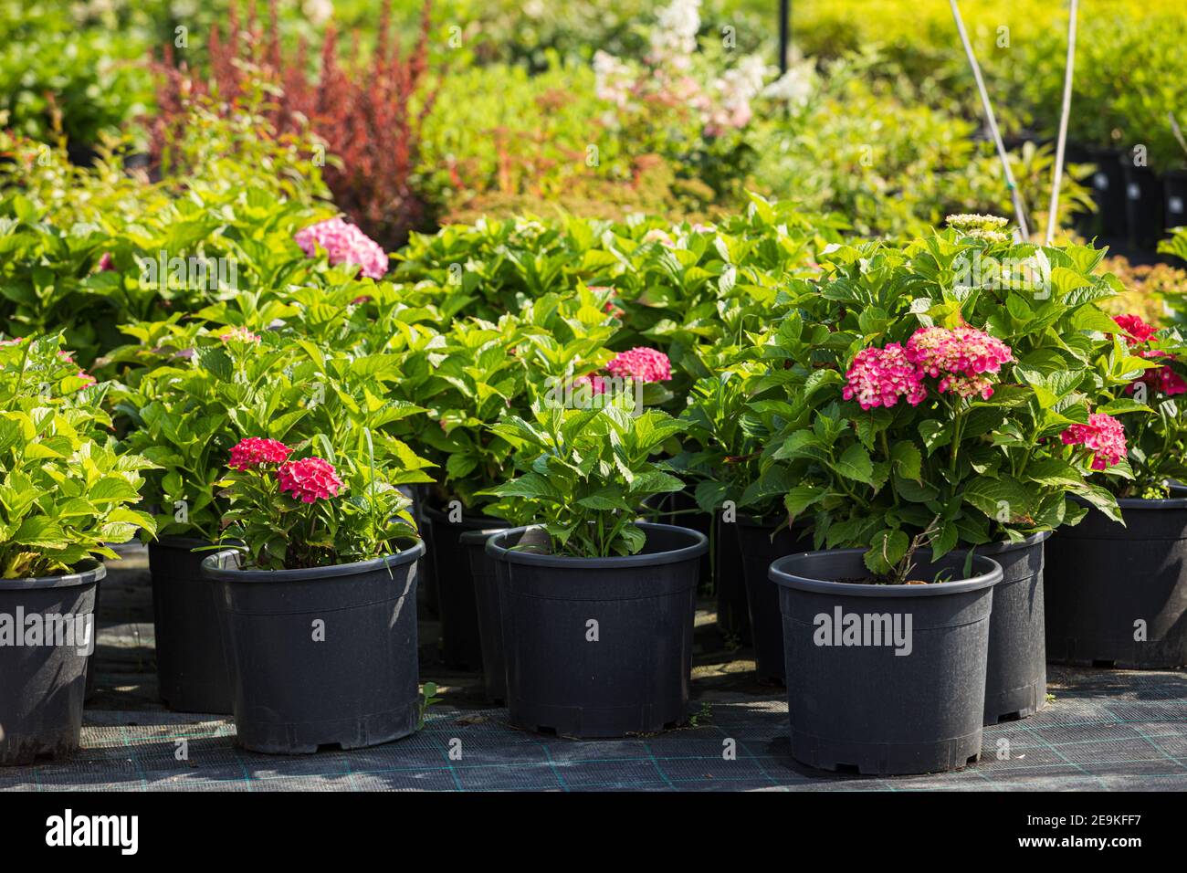 variedades de hortensias y otras plantas en la tienda de flores Fotografía  de stock - Alamy