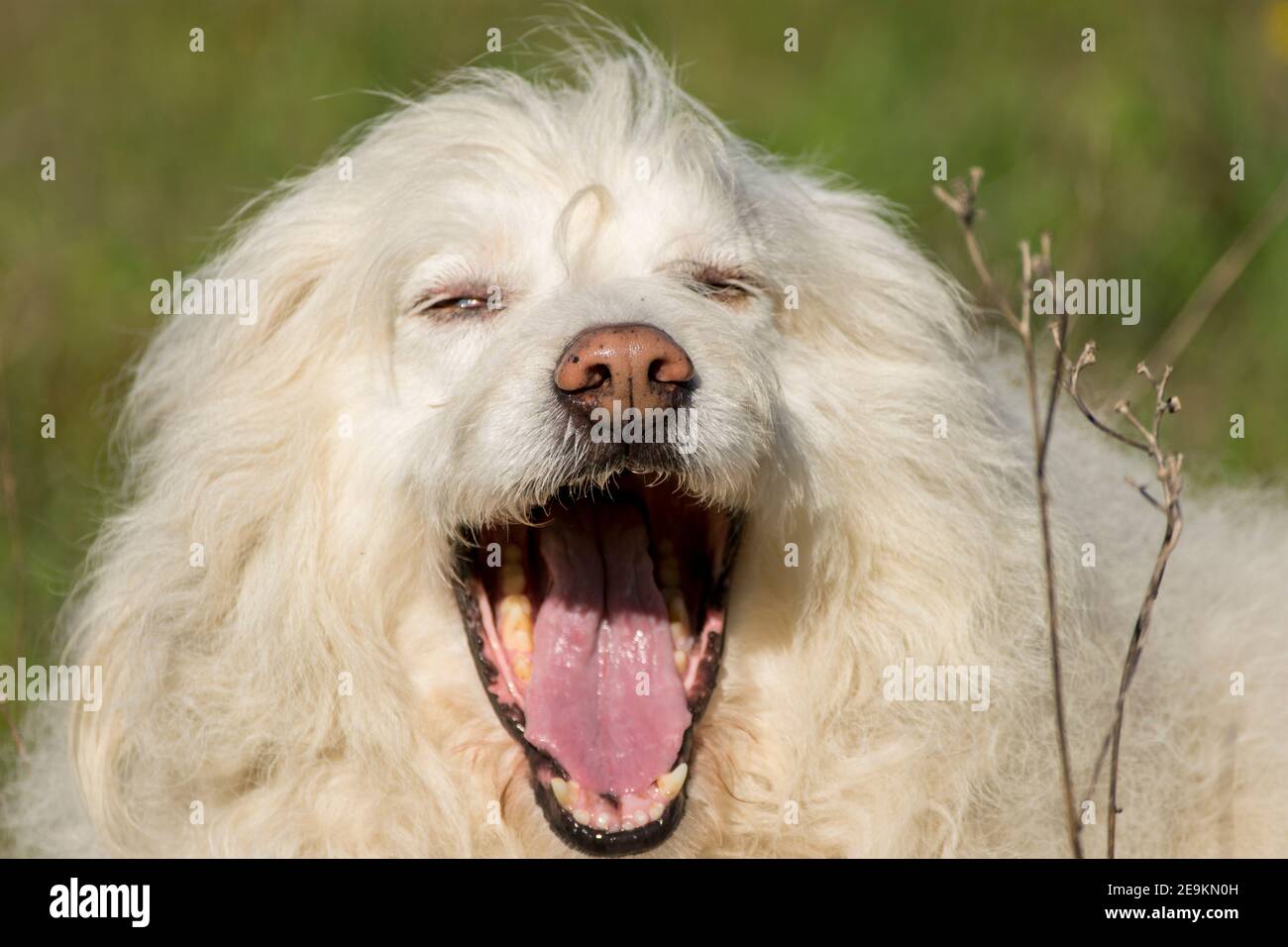 Retrato de hermoso perro blanco feliz Foto de stock