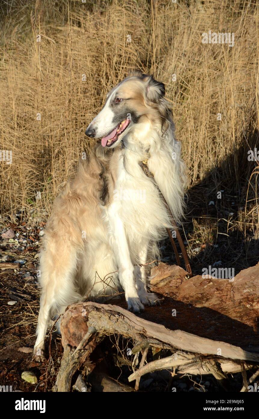 Gran perro noble Borzoi visto de pie en un entorno natural. Foto de stock