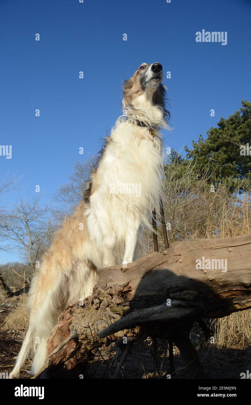 Gran perro noble Borzoi visto de pie en un entorno natural. Foto de stock