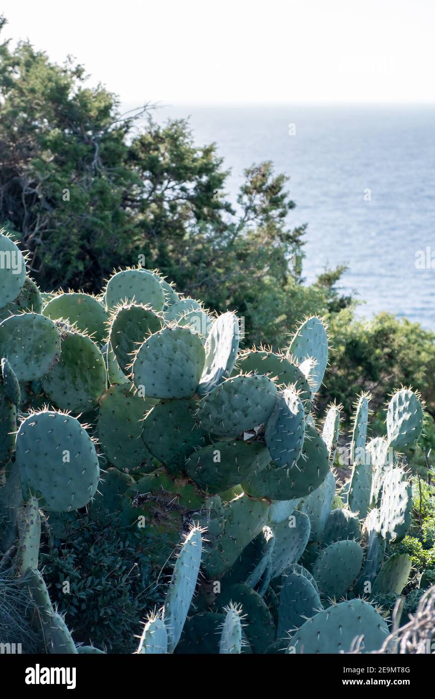 Planta opuntia de cactus con espinas. Cactus de pera espinosa, mar tranquilo, cielo azul nublado backgrpund, día soleado. Flora mediterránea Foto de stock