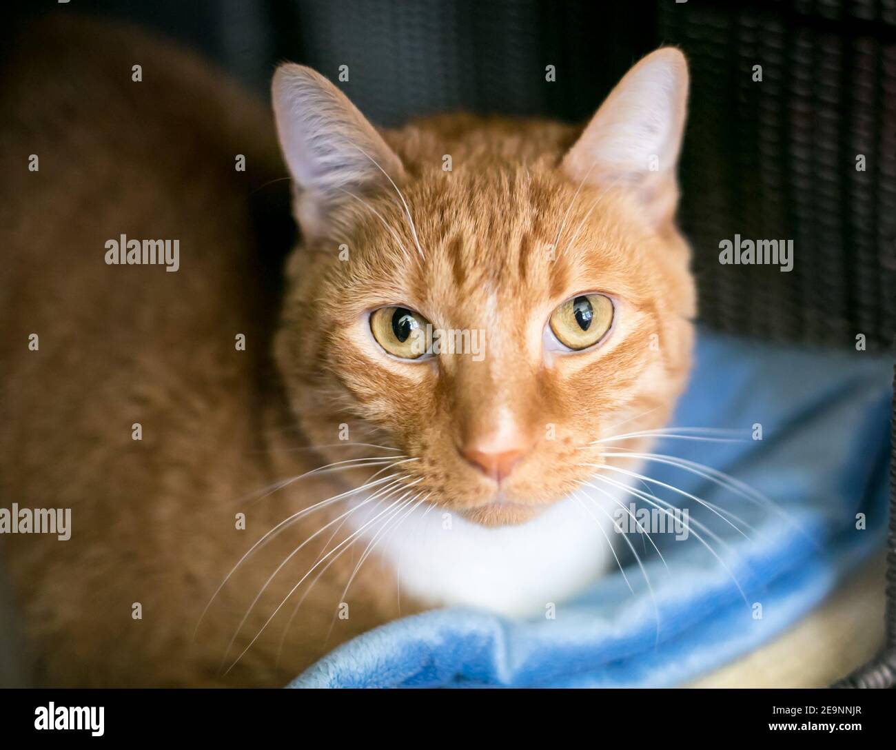 Un gato naranja tabby shortair tumbado sobre una manta azul Foto de stock