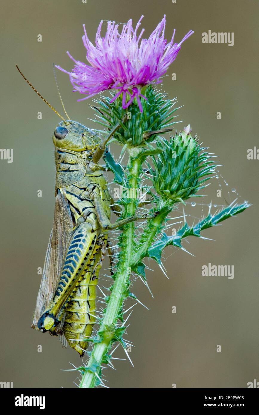 Diferencial Grasshopper (Melanophus diferencialis) alimentándose en el Thistle floreciente (Cirsium) este de los EE.UU., por Skip Moody/Dembinsky Foto Assoc Foto de stock