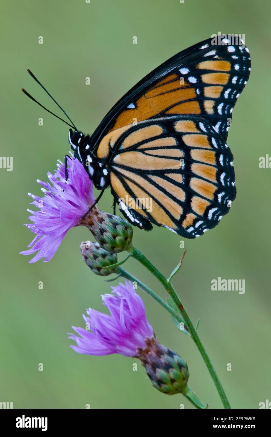 Mariposa de Virrey (Limenitis archippus) alimentándose en la hierba de la manilla manchada (Centaurea stoebe), E Estados Unidos, por Skip Moody/Dembinsky Photo Assoc Foto de stock