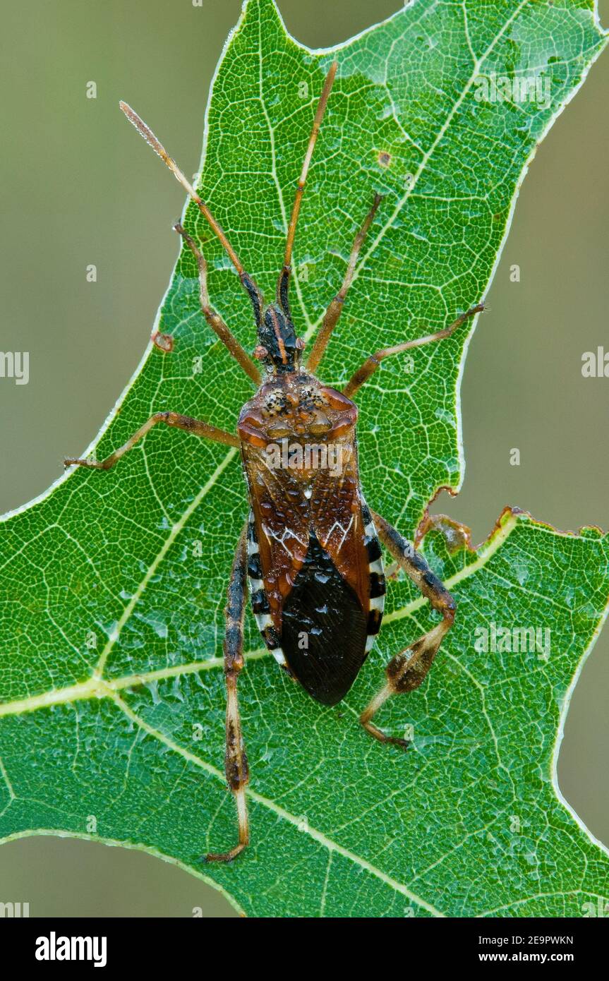 Western Conifer Seed Bug (Leptoglossus occidentalis) descansando sobre la hoja de roble (Quercus), EE.UU., por Skip Moody/Dembinsky Photo Assoc Foto de stock