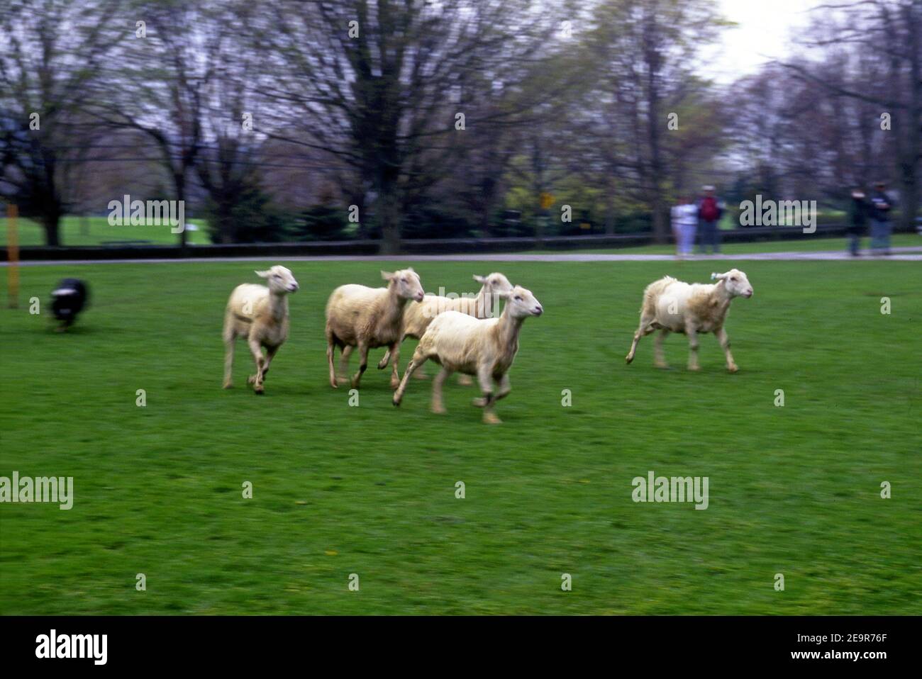 La demonstación de ovejas en el Farmer's Museum en Cooperstown, Nueva York Foto de stock