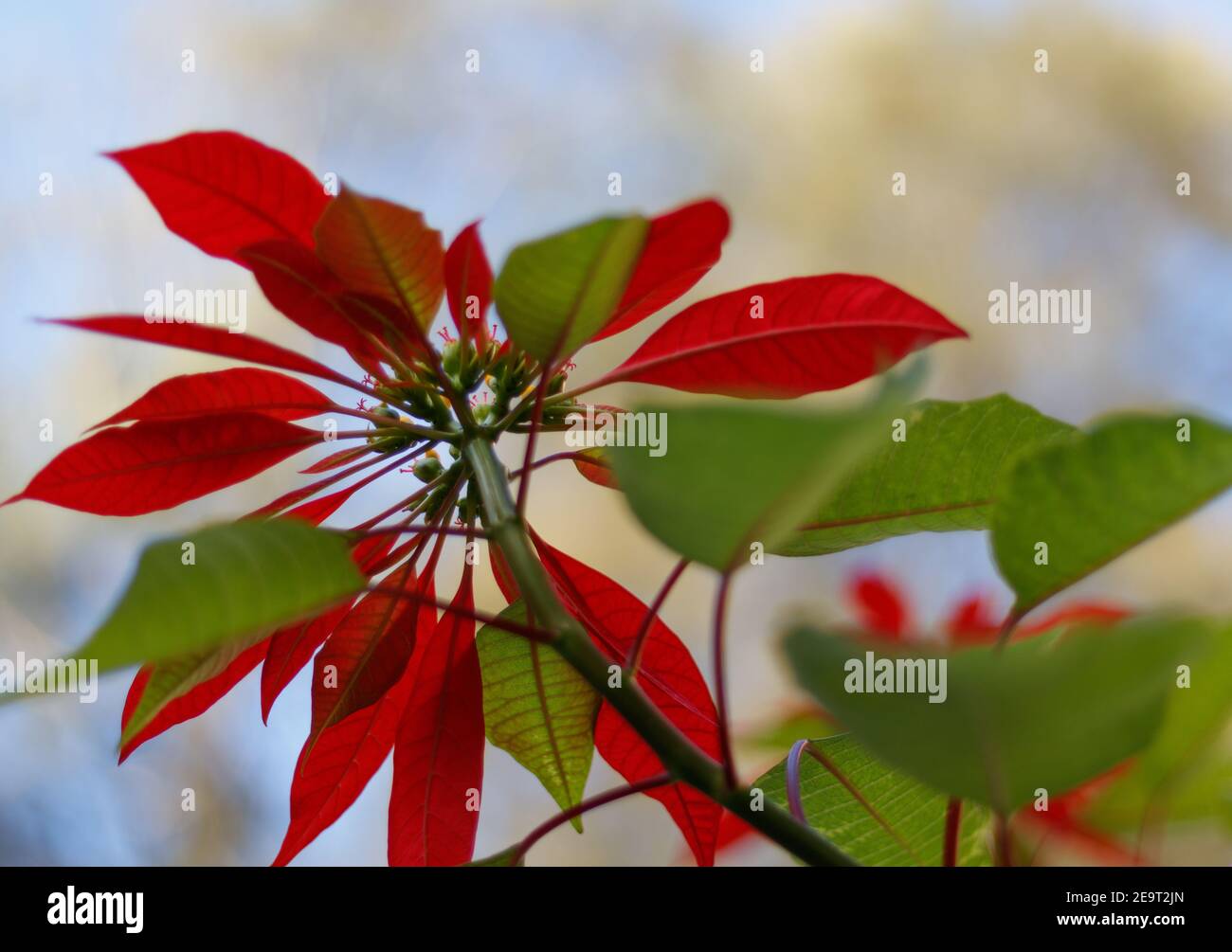 Flor grande de pétalos rojos con fondo verde bokeh, tiro desde abajo (enfoque selectivo) Foto de stock