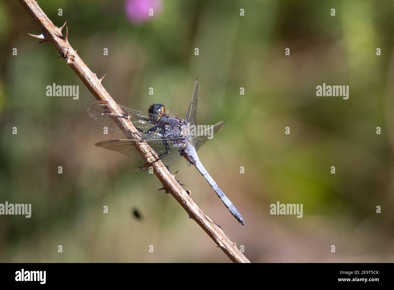 libélula azul descansando sobre un tallo seco Foto de stock