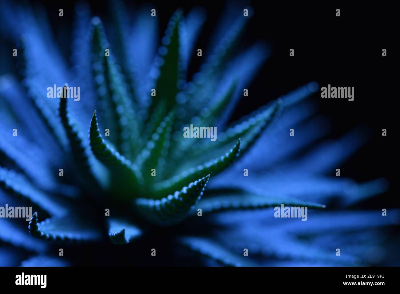Foto abstracta de la planta suculenta de haworthia en azul sobre negro antecedentes Foto de stock