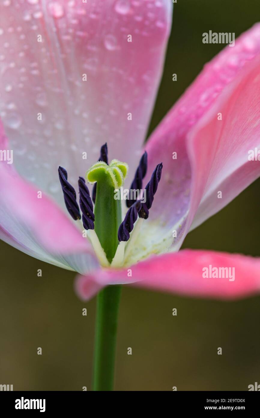 macro detalle de pistilo de flor de tulipán rosa abierto con gotas de lluvia en los pétalos en la mañana nublada lluviosa a principios de la primavera Foto de stock