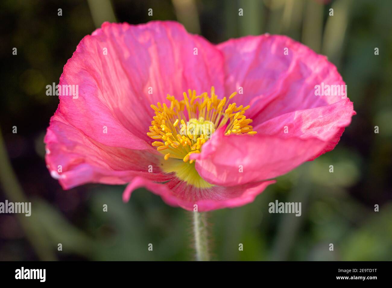 flor de amapola rosa abierta en el jardín natural alpino Foto de stock