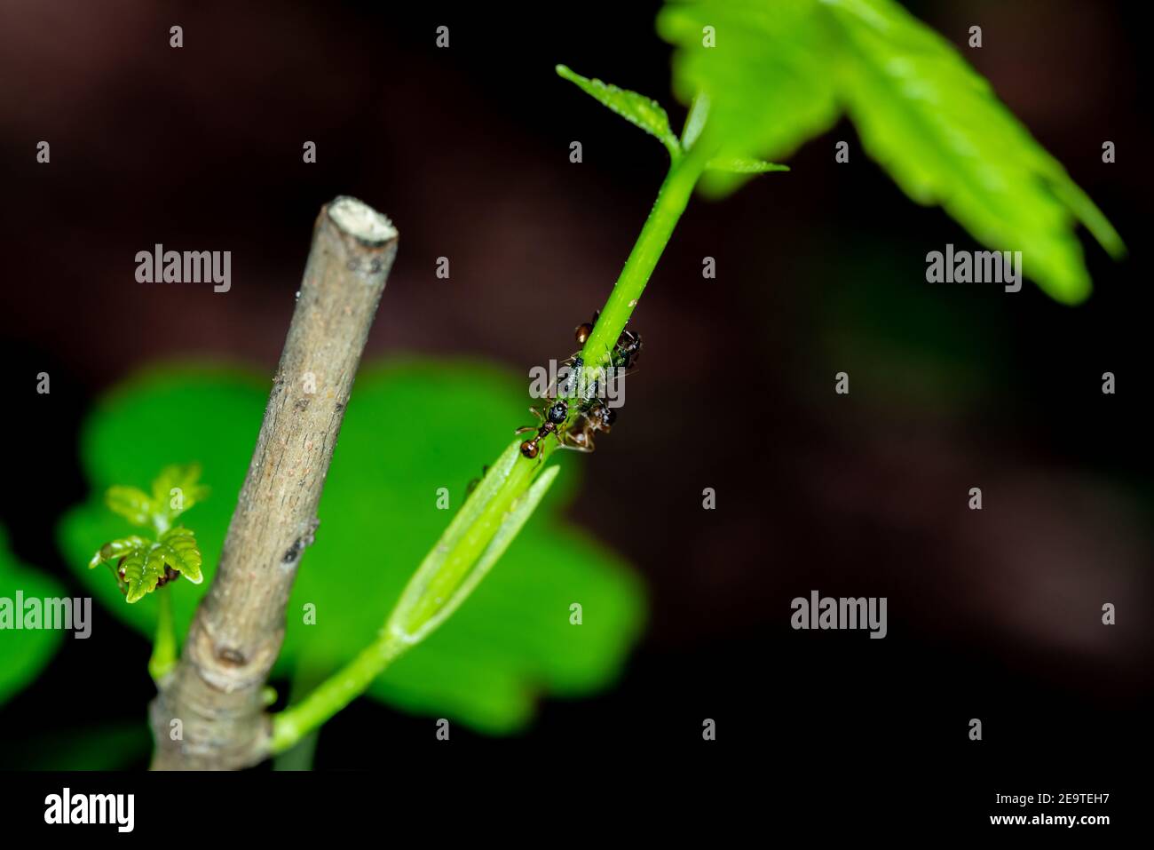 Hormigas/Ant que se derrite algunos áfidos en una planta verde/flor en un bosque alemán - foto macro Foto de stock