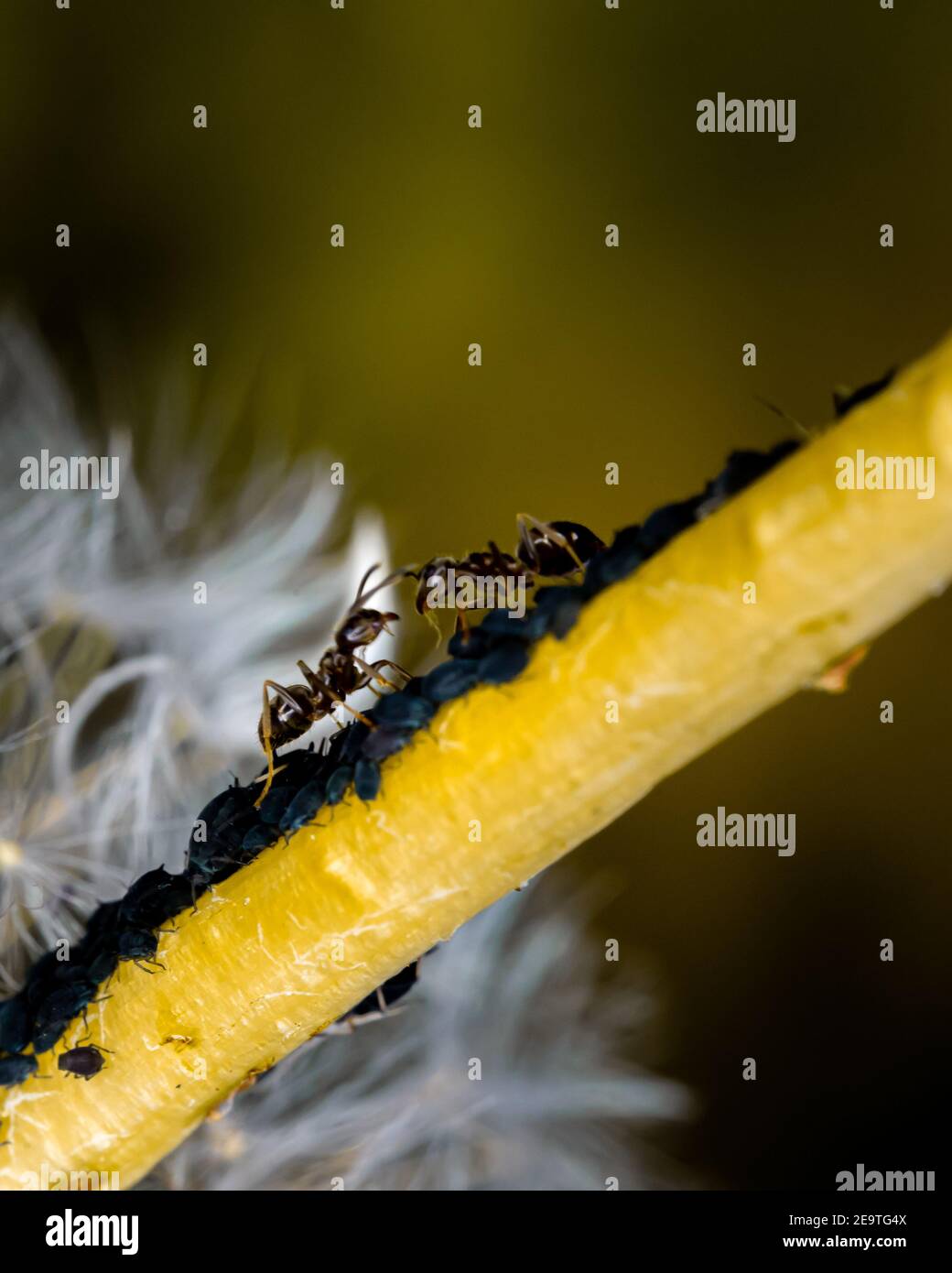 Hormigas/Ant que se derrite algunos áfidos en una planta verde/flor en un bosque alemán - foto macro Foto de stock