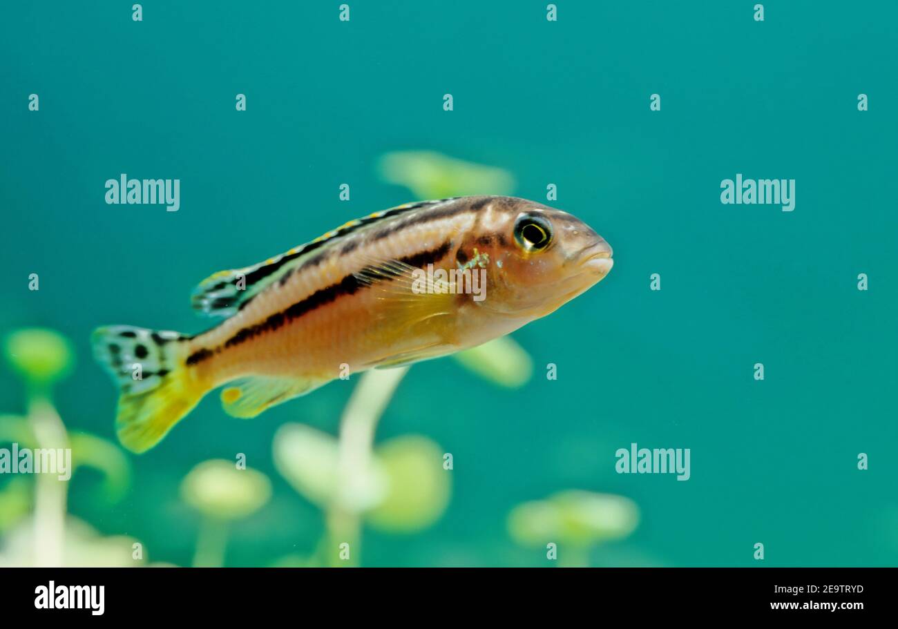 Melanochromis auratus es un pez de agua dulce de la familia de los cichlidos Fotografía de stock Melanochromis auratus es un pez de agua dulce de la familia de los cichlidos Fotografía de stock