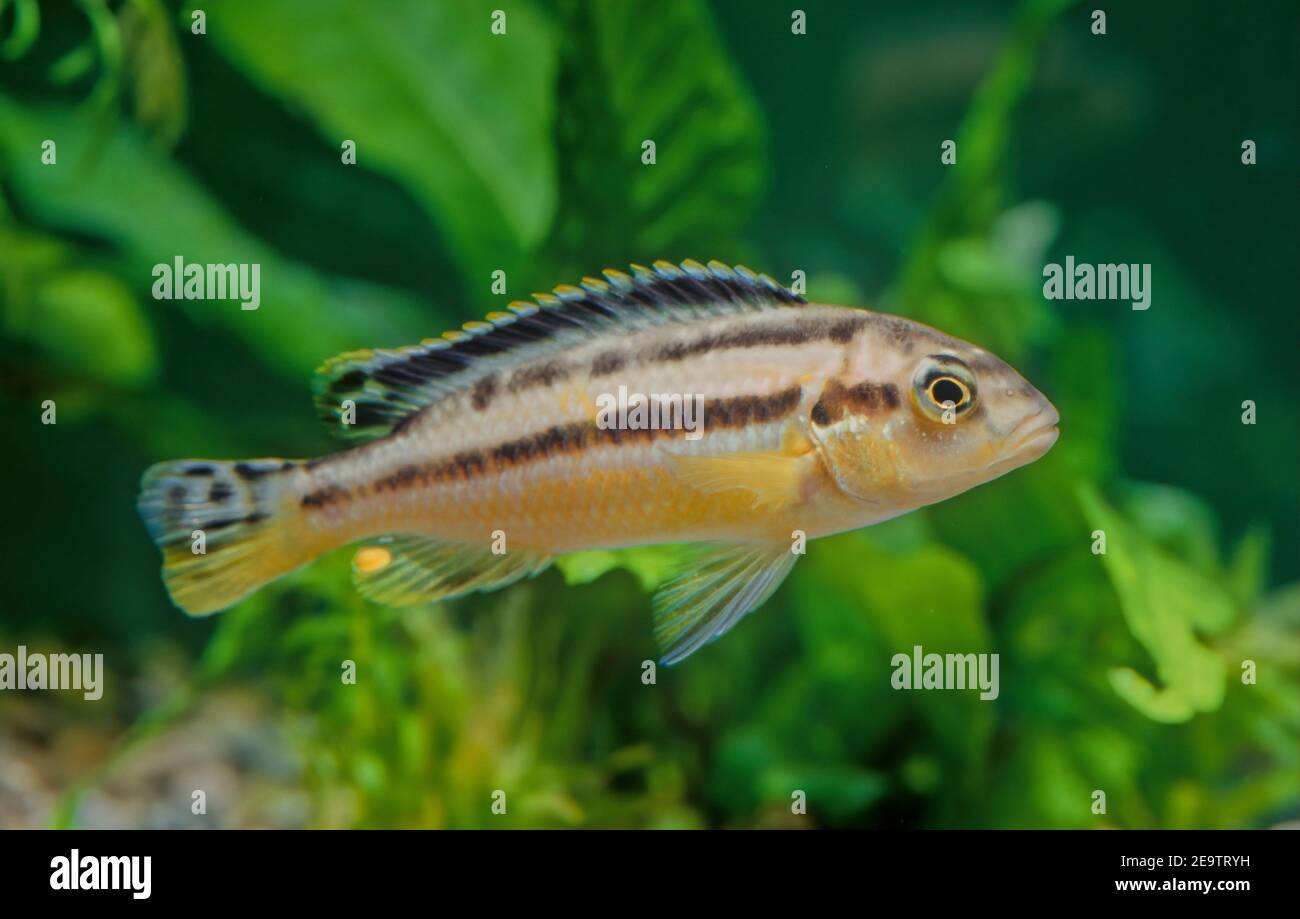 Melanochromis auratus es un pez de agua dulce de la familia de los cichlidos Fotografía de stock Melanochromis auratus es un pez de agua dulce de la familia de los cichlidos Fotografía de stock