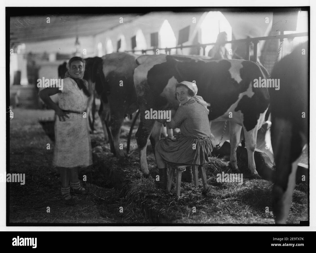 Nahalal. Las niñas de la escuela de capacitación agrícola. Los productos lácteos. Chica estudiante ordeñando vacas Foto de stock