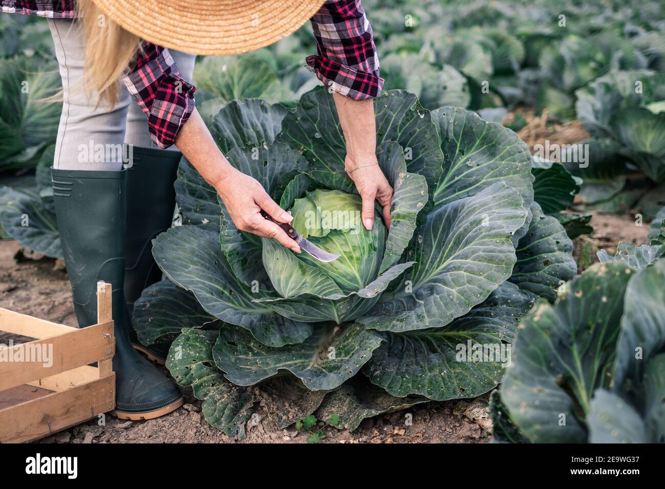 Granjero cosechando repollo en el campo. Mujer recogiendo verduras en la granja orgánica. Actividad agrícola en la temporada de otoño Foto de stock