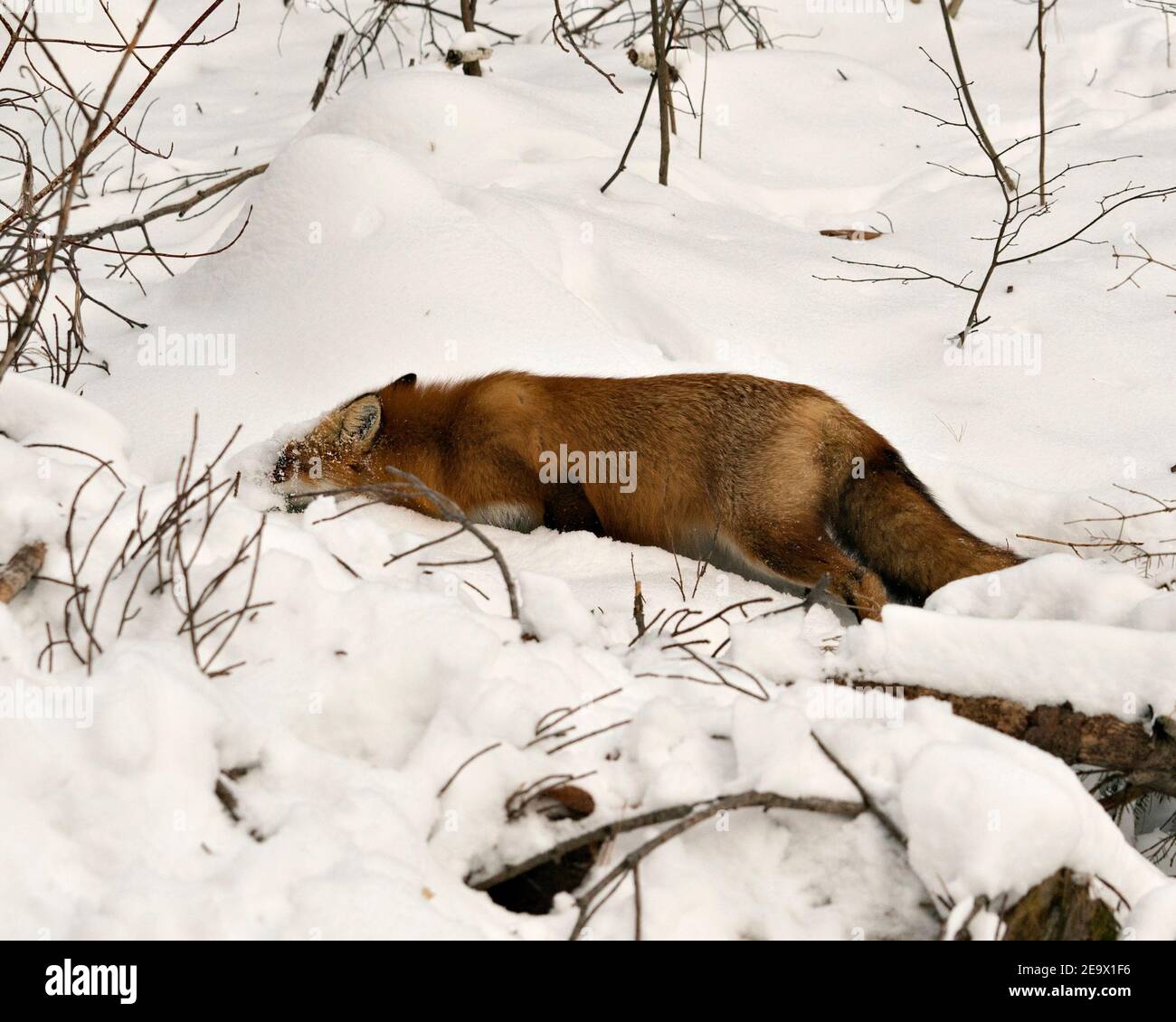 Cuerpo de limpieza de zorro rojo en la nieve en la temporada de invierno en su entorno y hábitat con fondo de nieve que muestra la cola de zorro, pelaje. Imagen de Fox. Imagen Foto de stock