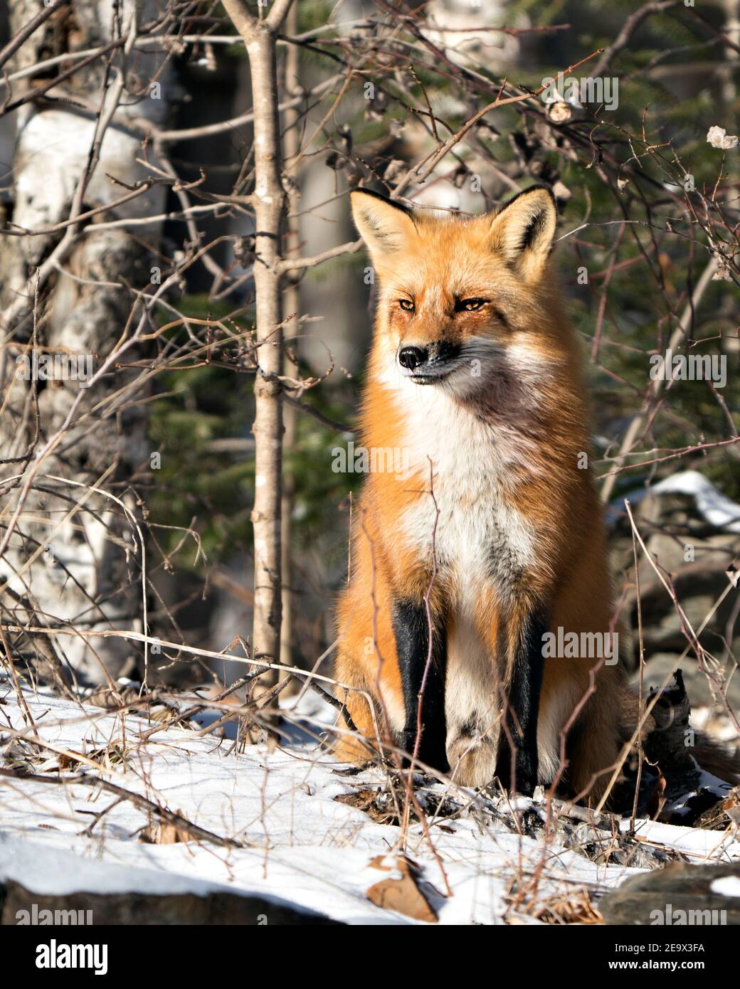 Zorro rojo sentado y mirando la cámara en la temporada de invierno en su entorno y hábitat con el fondo del bosque que muestra la cola de zorro, pelaje. Zorro Foto de stock