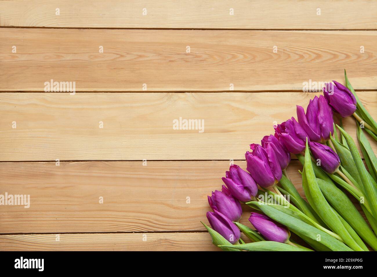 Tulipanes de primavera violeta Flores sobre mesa de madera. Flor primavera lavanda-pétalos azules. Hermosos tulipanes violeta en primavera. Flor de tulipán con hojas verdes Fotografía de stock - Alamy Tulipanes de primavera violeta Flores sobre mesa de madera. Flor primavera lavanda-pétalos azules. Hermosos tulipanes violeta en primavera. Flor de tulipán con hojas verdes Fotografía de stock - Alamy