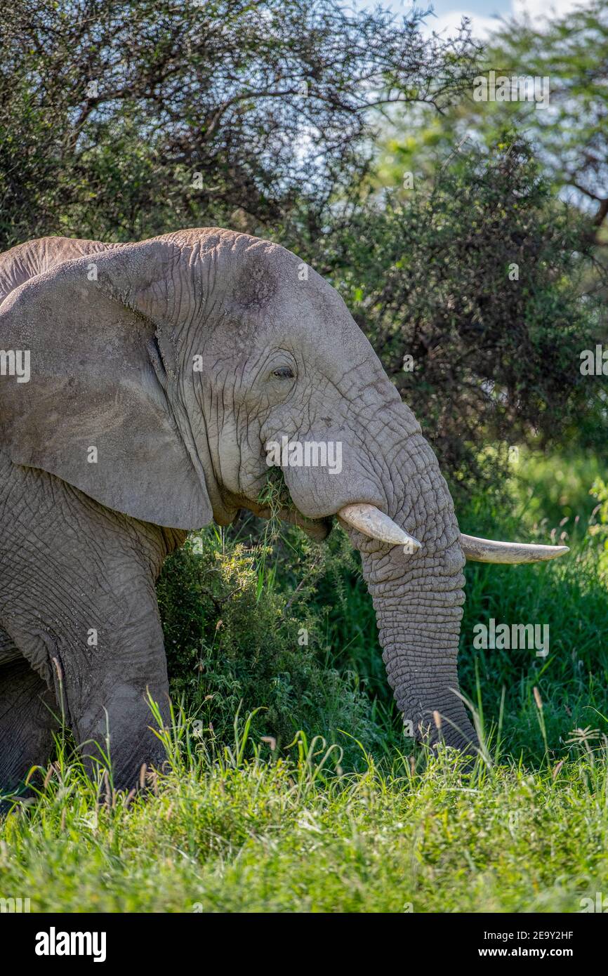 Amplia imagen de elefante africano en un día soleado en amboseli parque nacional en kenia cerca de kilimanjaro mt ( Tanzania ) Foto de stock