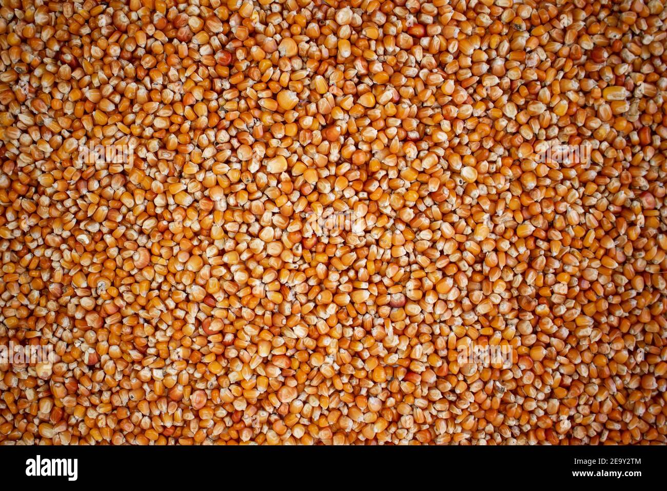 Variedad Enkir textura de semillas de trigo. Pila compacta de semillas en  un avión, fotografiada desde arriba. Semillas de oro. Concepto de  agricultura, agricultor, trabajo, campo Fotografía de stock - Alamy