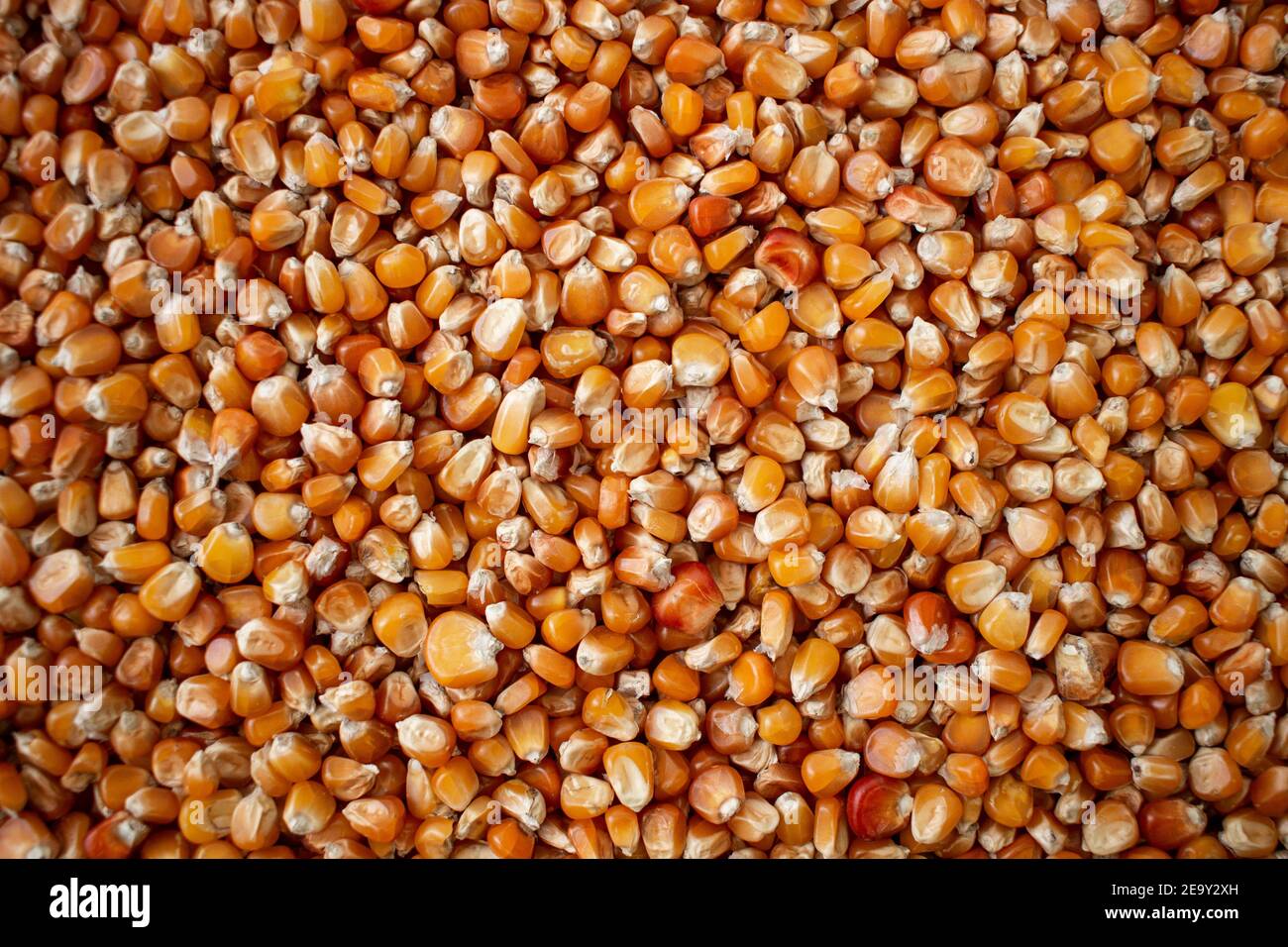 Variedad Enkir textura de semillas de trigo. Pila compacta de semillas en  un avión, fotografiada desde arriba. Semillas de oro. Concepto de  agricultura, agricultor, trabajo, campo Fotografía de stock - Alamy