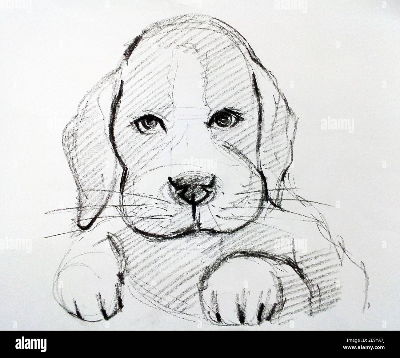 Arte, dibujo, Bellas Artes, Sketch, perro de la yute, Tailandia Fotografía  de stock - Alamy