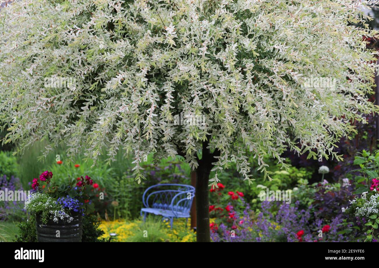 Árboles ornamentales de sauce japonés mágico en un hermoso jardín de verano rodeado de rosas, Karl Foerster Feather hierba de caña, menta, hierba de plumas Foto de stock