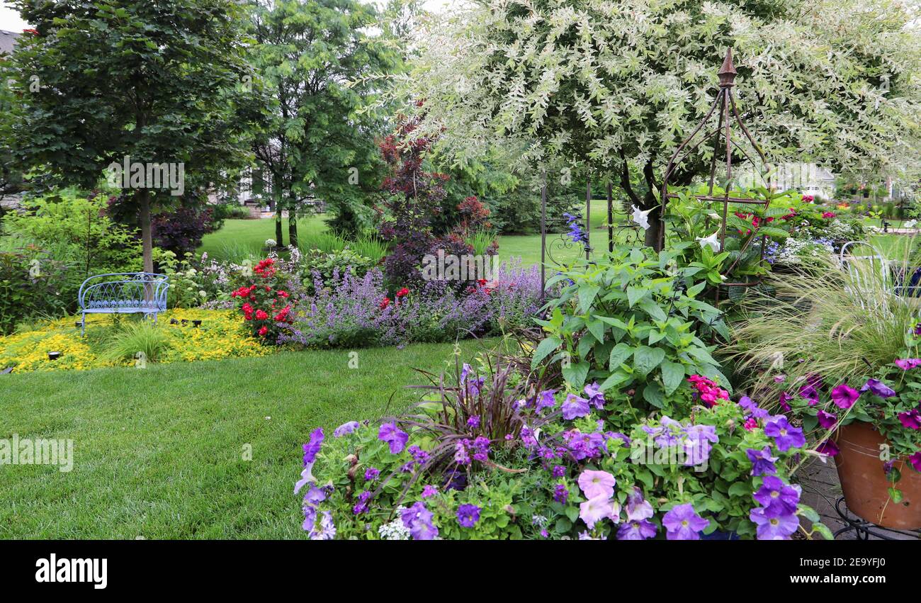 Árboles ornamentales de sauce japonés mágico en un jardín de verano rodeado de rosas, Karl Foerster Feather hierba de caña, menta, hierba de plumas en Chicago Foto de stock