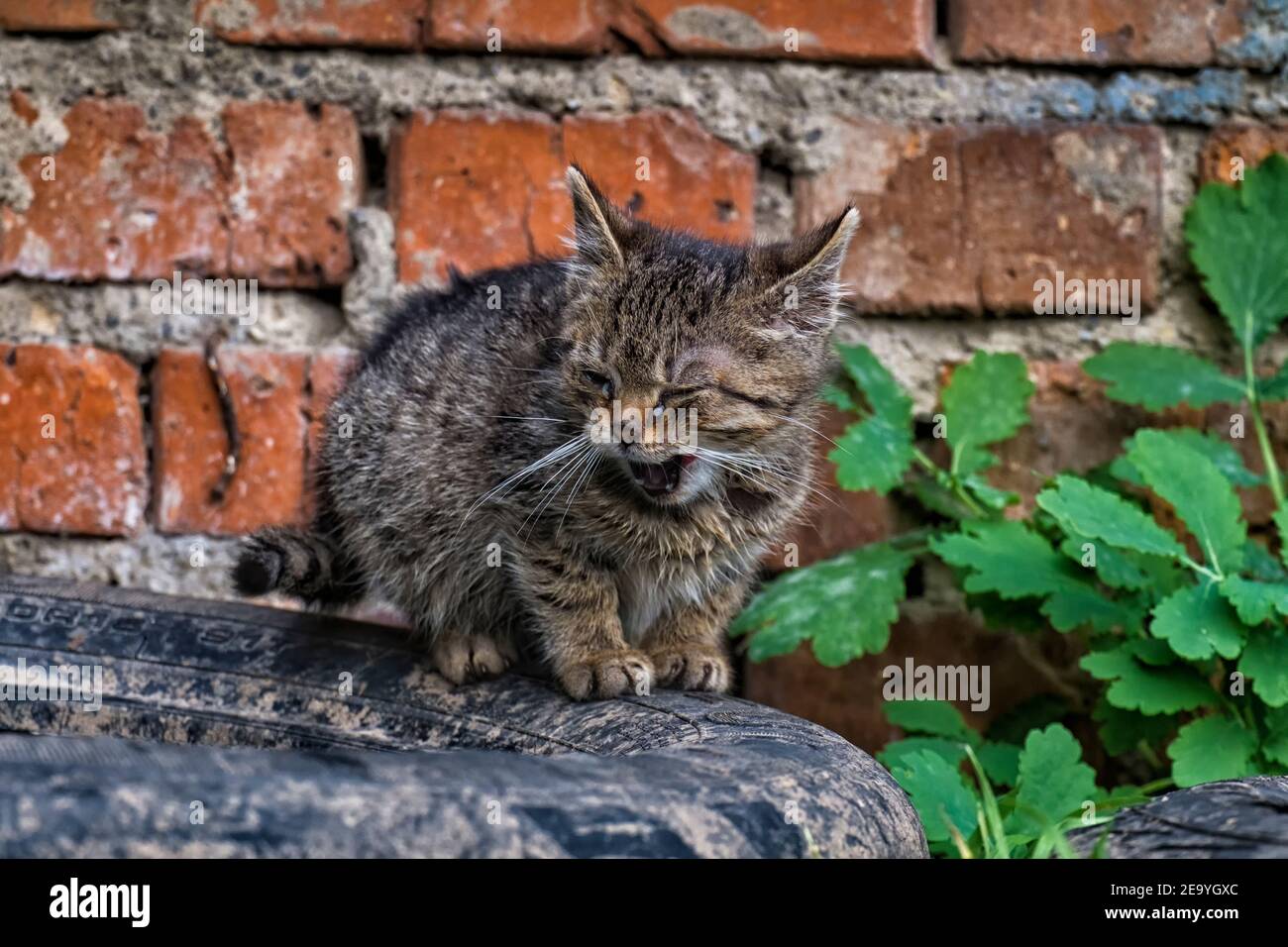 Gatito pequeño y extraviado con ojos doloridos Foto de stock