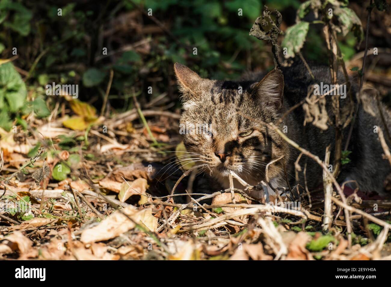 Un gato grande de un ojo escondido en los arbustos Foto de stock