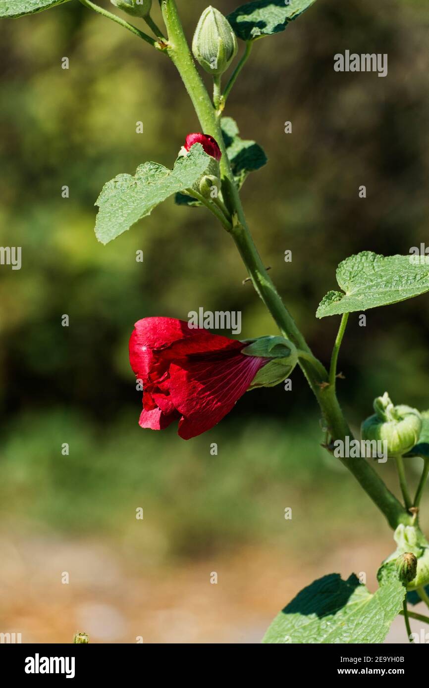 Flor roja brillante de hollyhock (Alcea rosea) Foto de stock