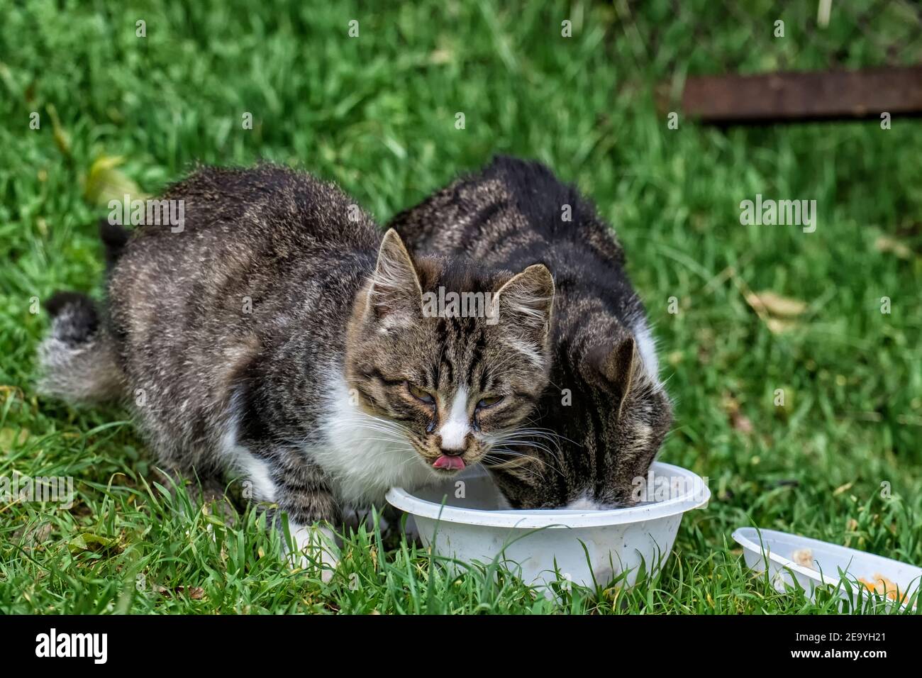 Llorando gatito sin hogar mientras comía Foto de stock