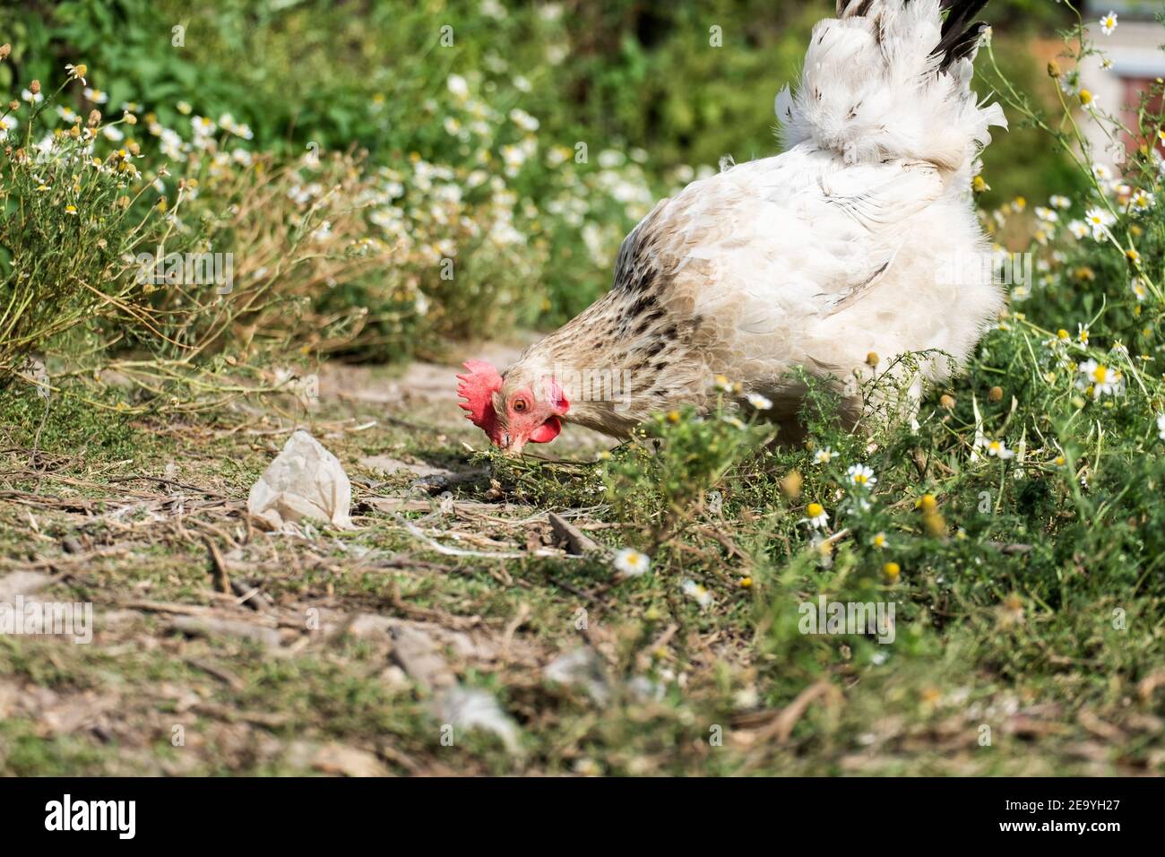 Pollo doméstico peca algo en la hierba Foto de stock