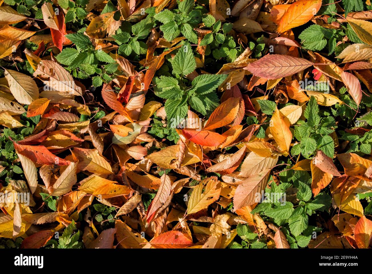 Textura natural de hojas de cereza caídas y brotes jóvenes de ortiga Foto de stock