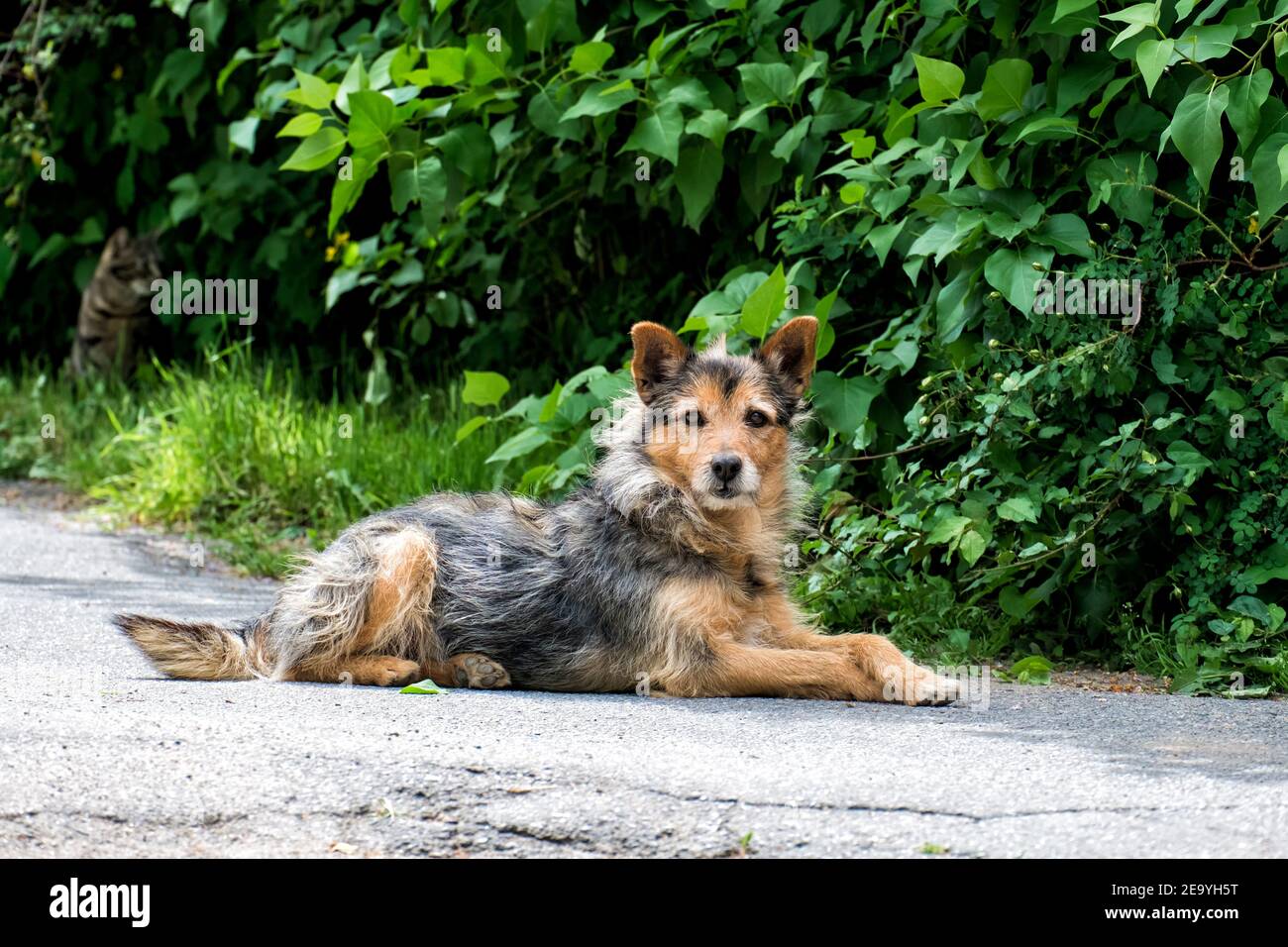 Shaggy perro callejero ​​pricked hasta sus orejas Foto de stock