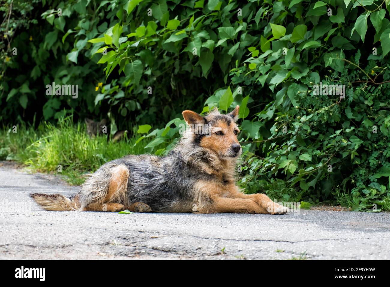 Shaggy perro callejero ​​lies y mira a la distancia Foto de stock