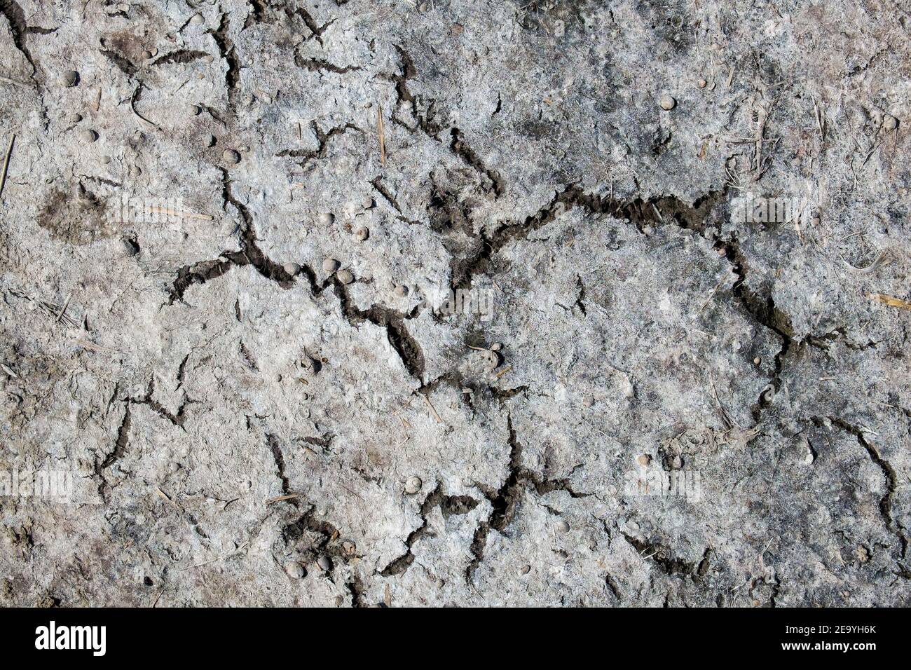 Textura de tierra seca agrietada con pequeñas conchas marinas Foto de stock