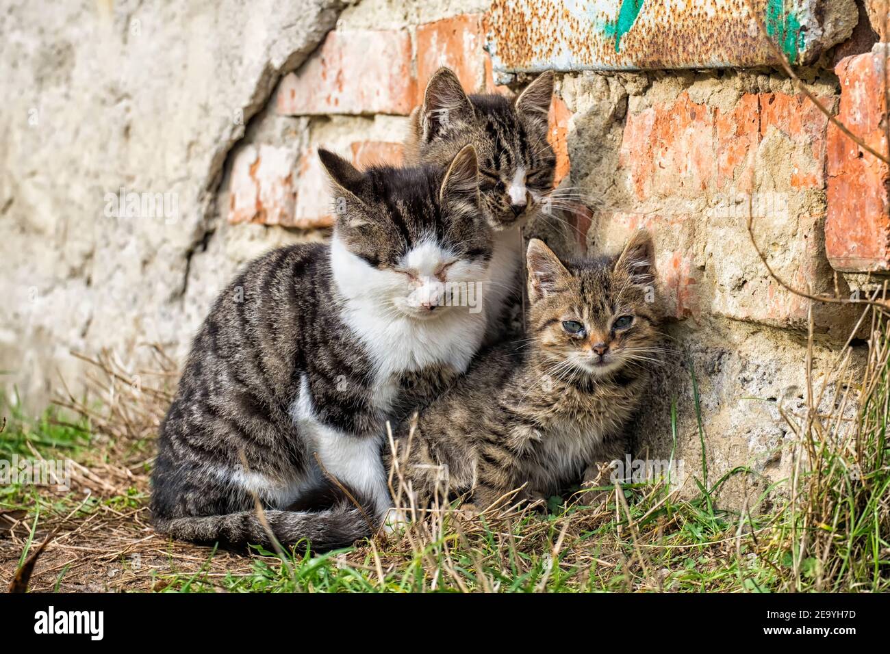 Tres gatitos sin hogar se apiñan juntos mientras se sientan al lado de la pared Foto de stock