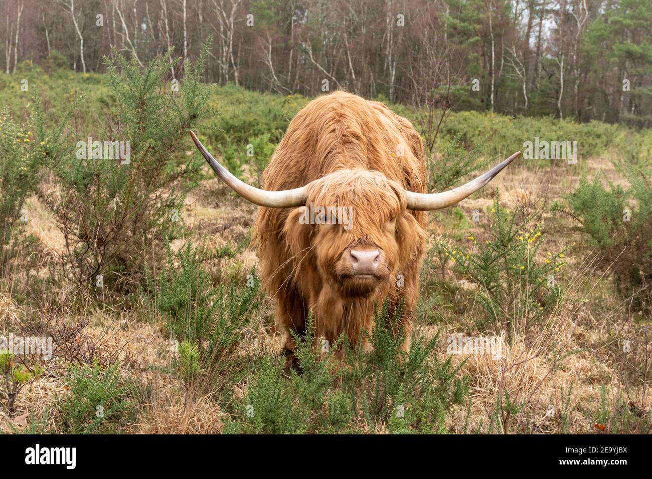 Una vaca de las tierras altas, ganado de las tierras altas, pastando en el barranco en una reserva natural, Hampshire, Reino Unido Foto de stock