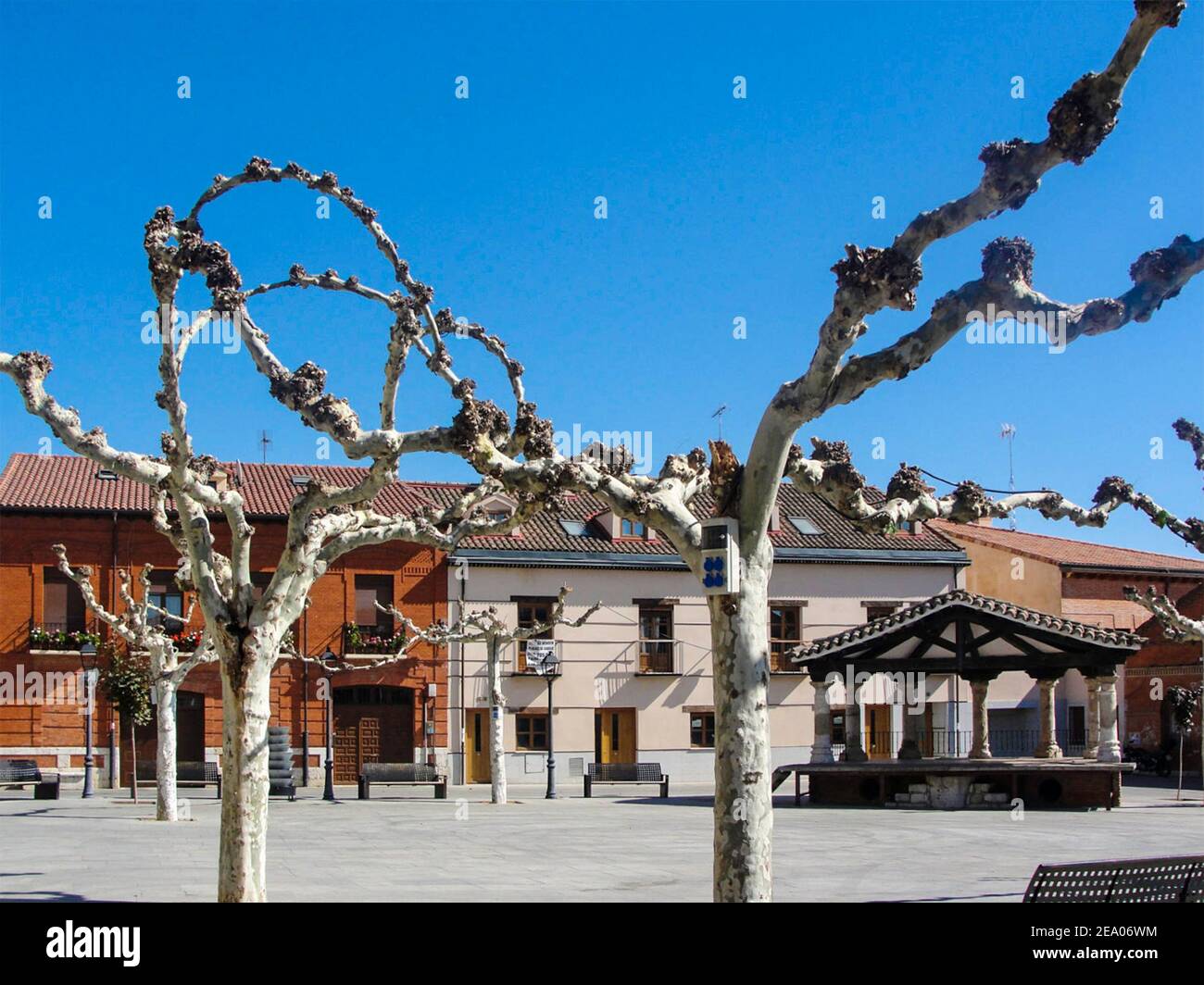 Árboles cuyas ramas tienen una forma extraña como hacer geométrico formas  Fotografía de stock - Alamy