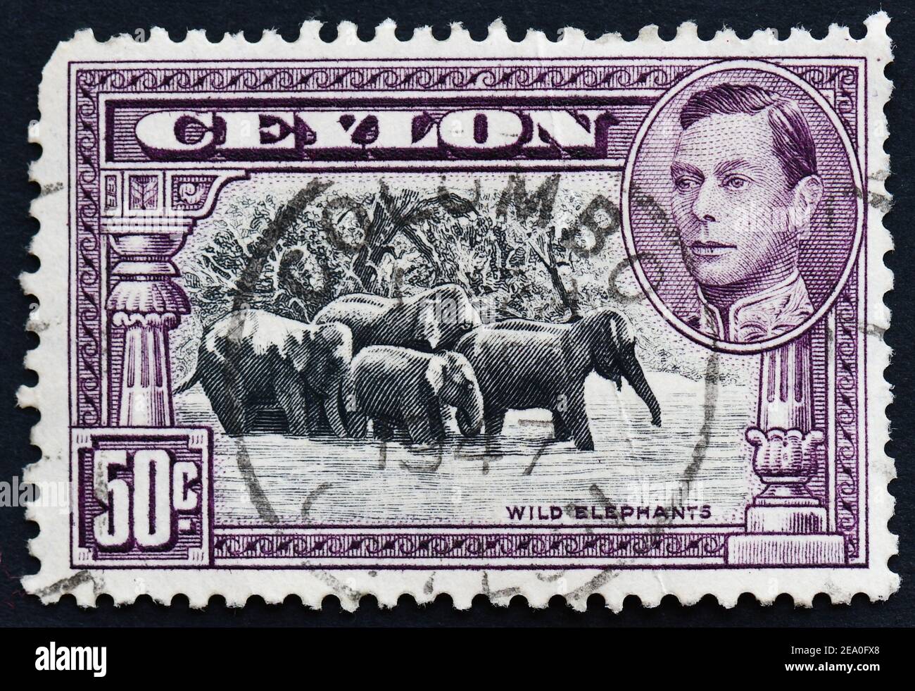 Sello postal de Ceilán con elefantes salvajes y George VI Foto de stock