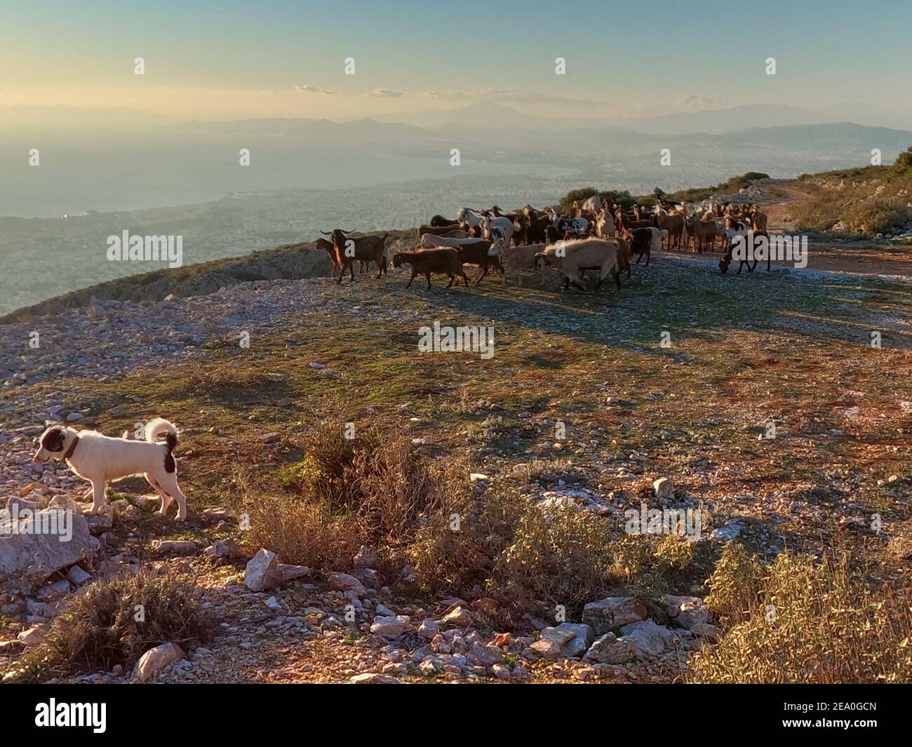 Cabras y perros manados en las laderas del Monte Hymettus, cerca de Atenas, Grecia al atardecer Foto de stock