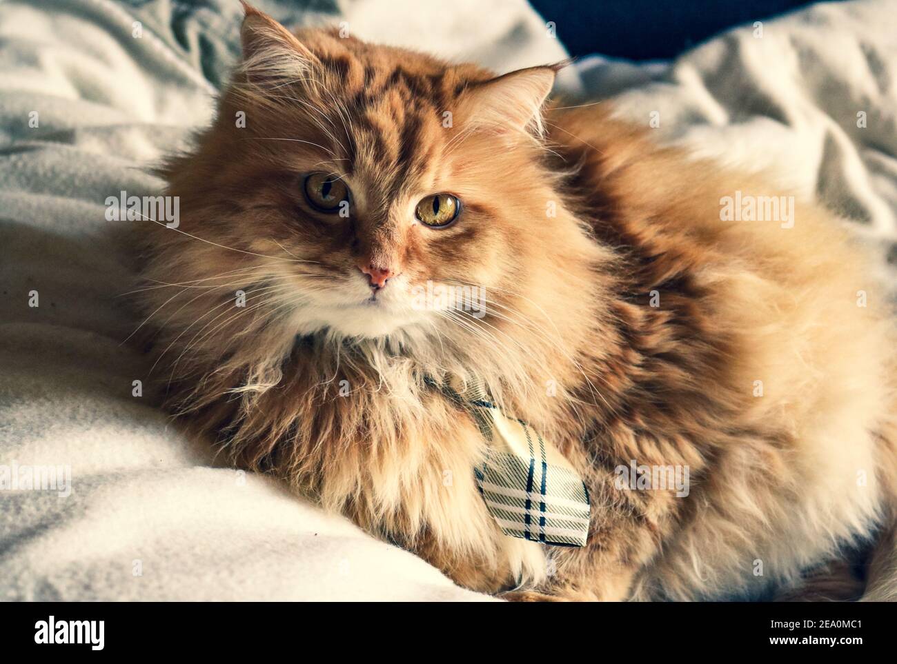Un gato de jengibre esponjoso en la cama con corbata Foto de stock