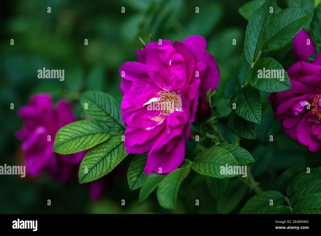 Rugosa Rose - Púrpura Pavement Roses en flor Foto de stock