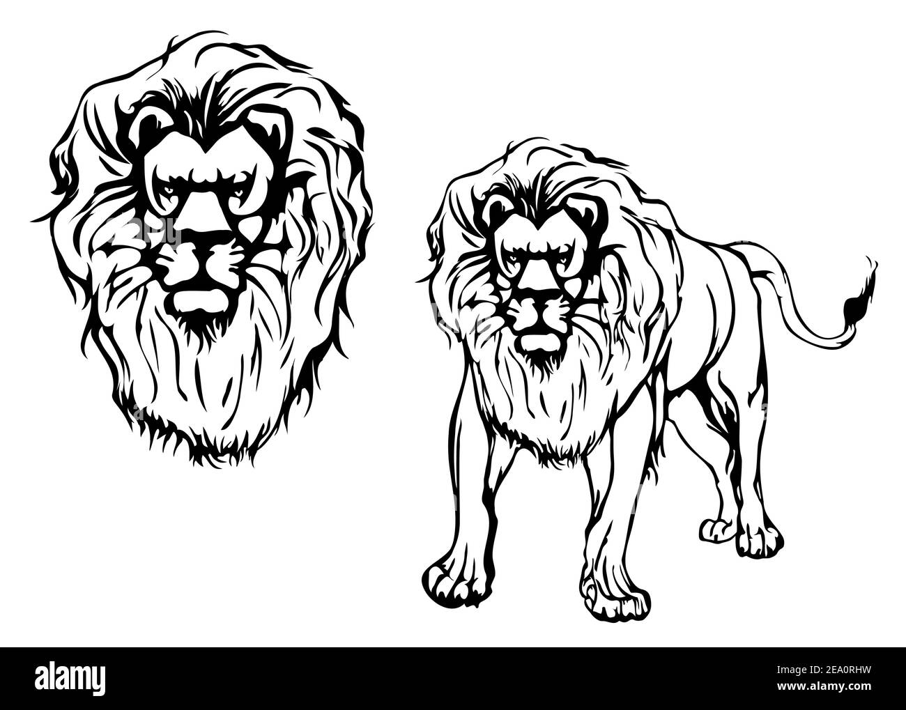 Dibujo de león blanco y negro y cabeza de león. Dibujo vectorial. Ilustración del Vector