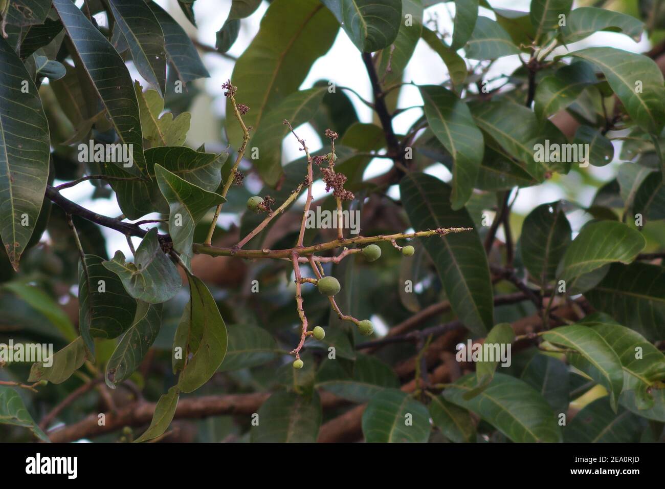 Florecimiento del árbol de Mango Foto de stock